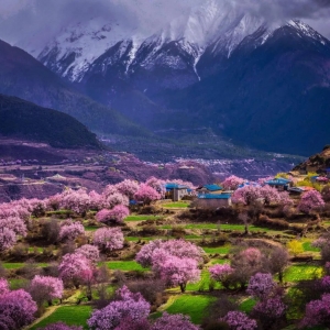 西藏承包了整个春季的浪漫 有空快去看看