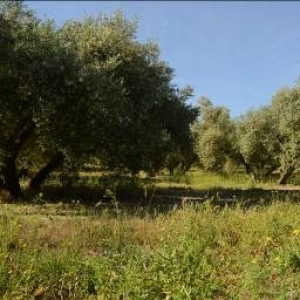 西班牙橄榄油，绿色环保的黄金产物